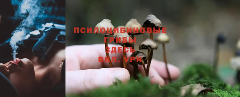 Галлюциногенные грибы Psilocybe  Качканар 